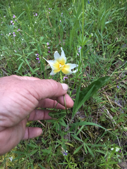Erythronium multiscapideum