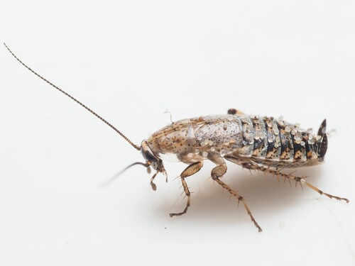 Lesser Cockroach photo 5