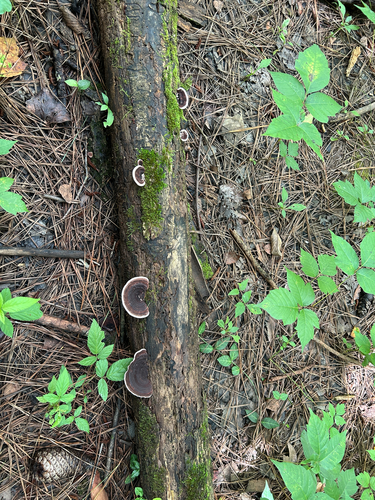 Nigroporus vinosus · July 2026 · photo: Photo: (c) caher001, some rights reserved (CC BY) · iNaturalist