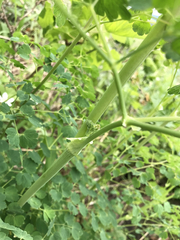 Thalictrum fendleri polycarpum