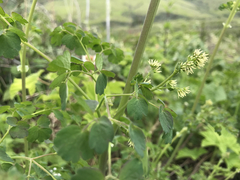 Thalictrum fendleri polycarpum