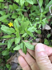 Caryopteris × clandonensis