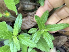 Caryopteris × clandonensis