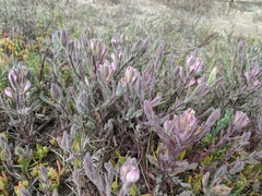 Chloropyron maritimum maritimum