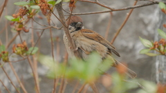 Passer montanus