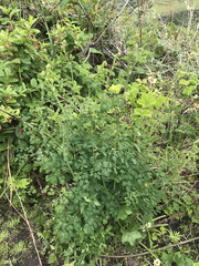 Thalictrum fendleri polycarpum