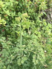 Thalictrum fendleri polycarpum