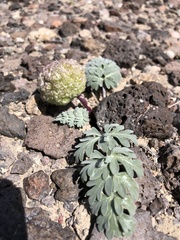 Cymopterus globosus
