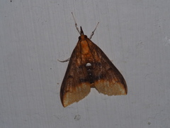 Lipararchis tranquillalis