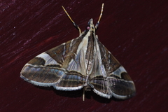 Agrioglypta fulguralis