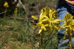 Bombus haematurus