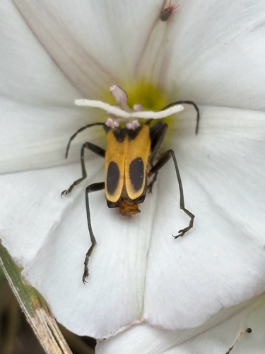 Chauliognathus omissus