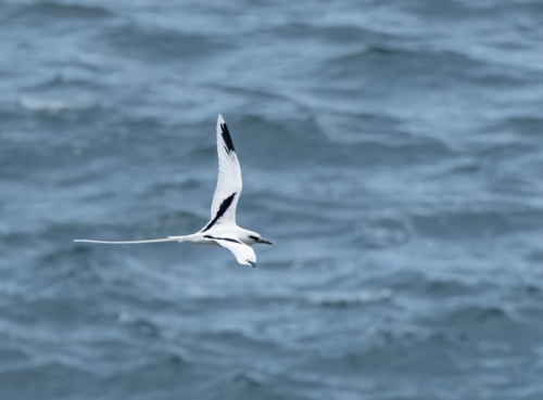 Phaethon lepturus observed 2026-07-13