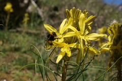 Bombus haematurus