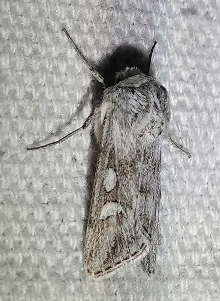 Protogygia pryorensis