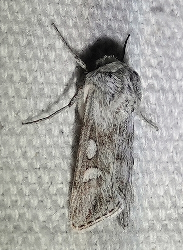 Protogygia pryorensis