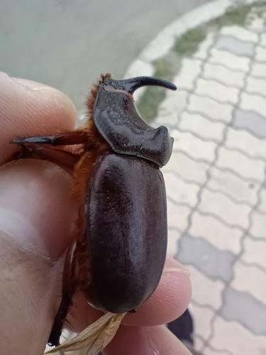 European Rhinoceros Beetle