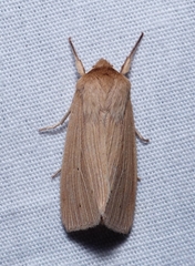 Mythimna oxygala