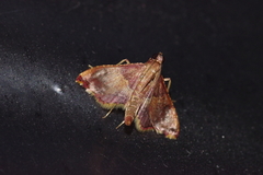 Endotricha olivacealis