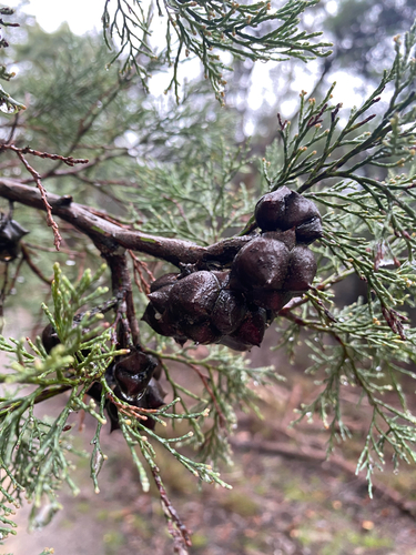 Callitris rhomboidea, photograph 5