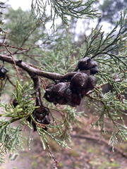 Callitris rhomboidea, photograph (c) krumpianking, some rights reserved (CC BY)