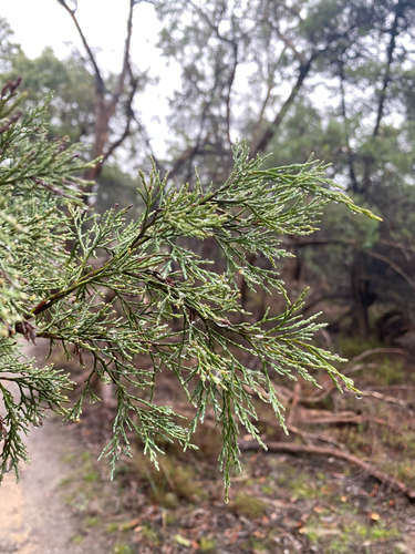 Callitris rhomboidea, photograph 6