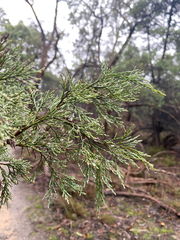 Callitris rhomboidea, photograph (c) krumpianking, some rights reserved (CC BY)