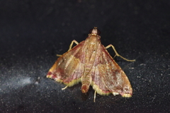 Endotricha olivacealis