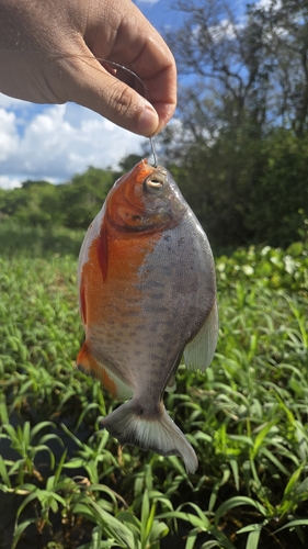 Red-bellied Pacu
