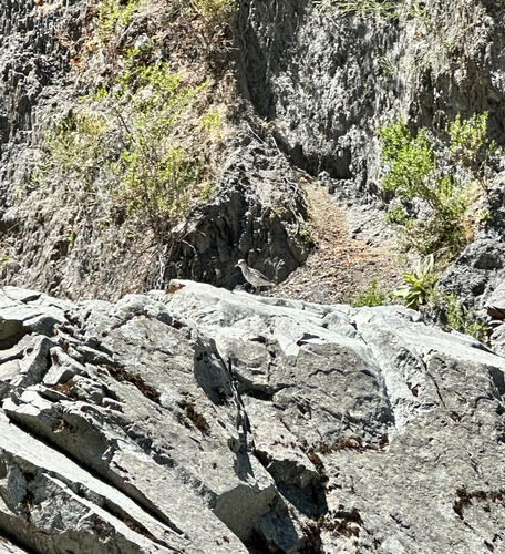 iNaturalist observation photo of Spotted Sandpiper