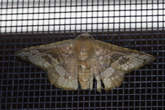 Canaea ryukyuensis