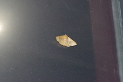 Canaea ryukyuensis
