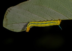 Macroglossum passalus