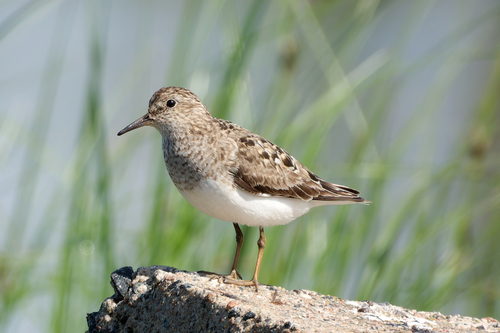 iNaturalist image