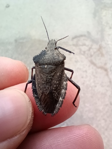 Mediterranean Spiny Stink Bug