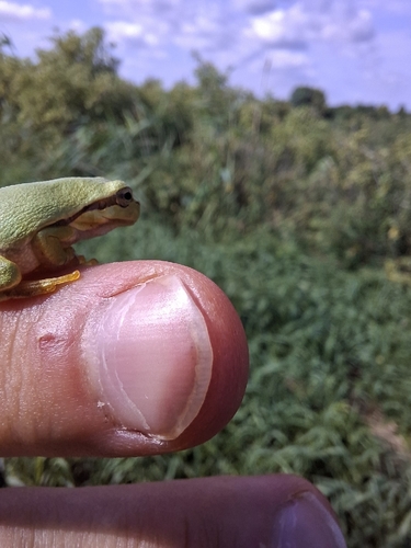 European Tree Frog