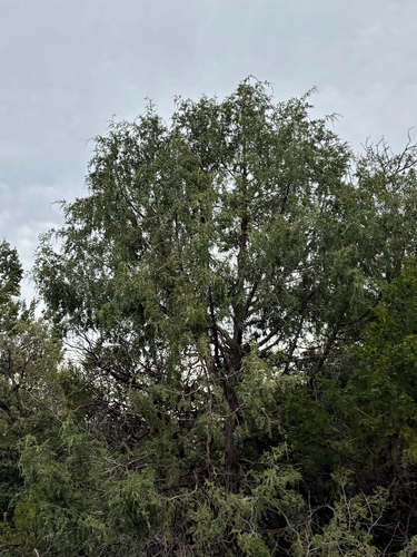 Rocky Mountain Juniper