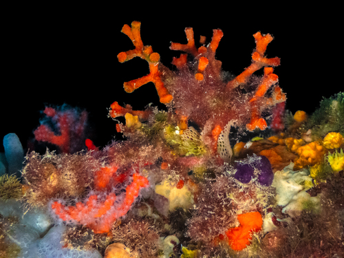 False Coral, Medes Islands, Girona, Spain, photo 10 of 10