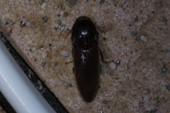 Orthostethus sieboldi