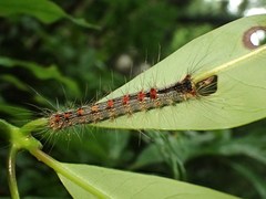 Lymantria xylina