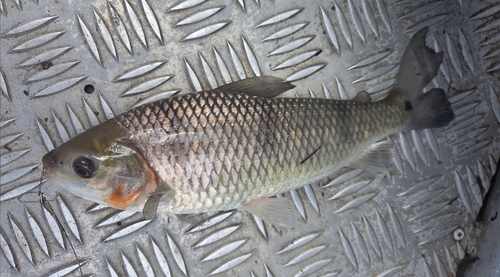 Megaleporinus trifasciatus