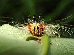 Lymantria xylina