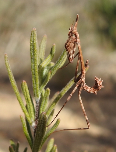 Mediterranean Conehead Mantis