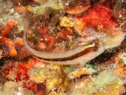 Striped blenny (Parablennius rouxi) — Blenniidae — 2