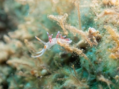 Cratena Slug, Medes Islands, Girona, Spain, photo 10 of 10