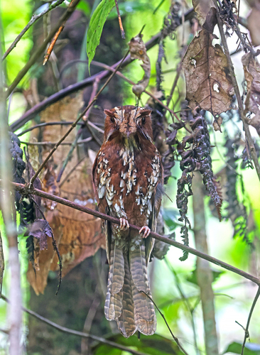 Aegotheles insignis observed 2025-10-29