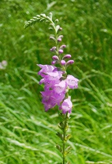Physostegia pulchella