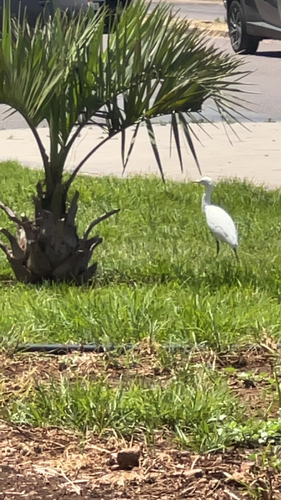 Western Cattle-Egret