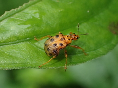 Agomadaranus pardaloides
