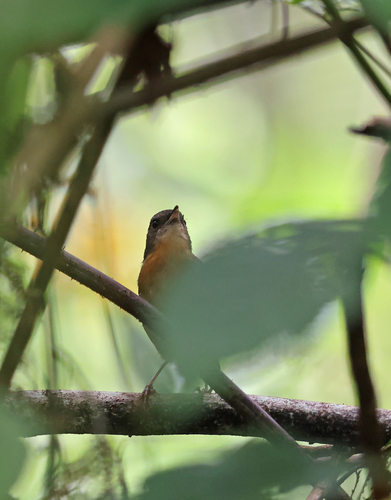 Crateroscelis murina observed 2025-11-01